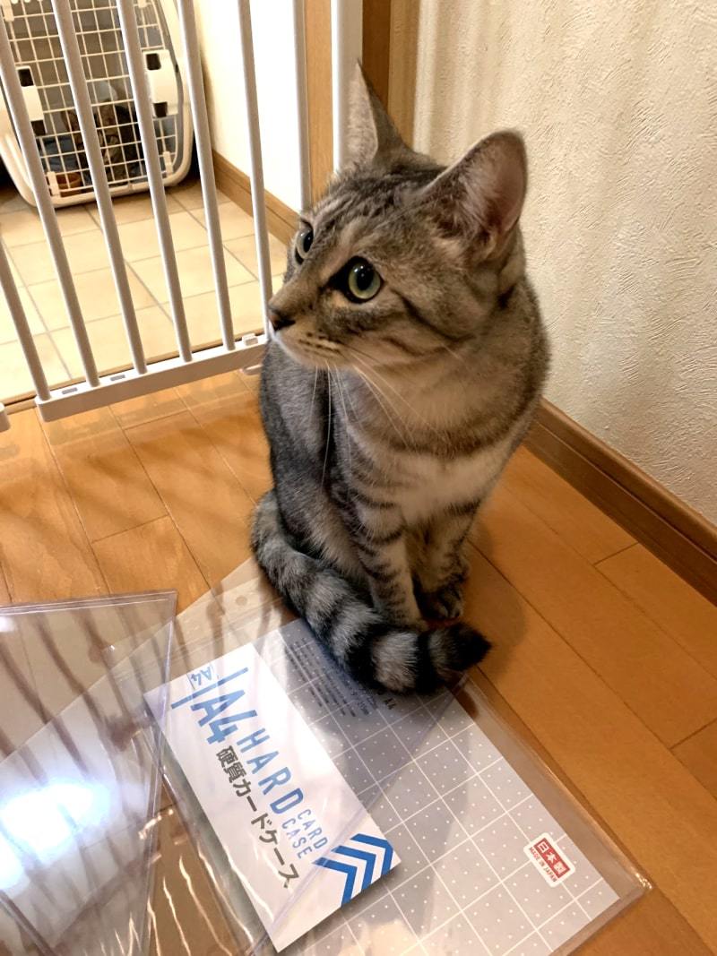 ねねこちゃん闘病記2「ゆる隔離」_d0118933_17484747.jpg