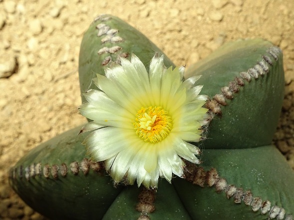 咲くやこの花館のサボテンの花 彩の気まぐれ写真