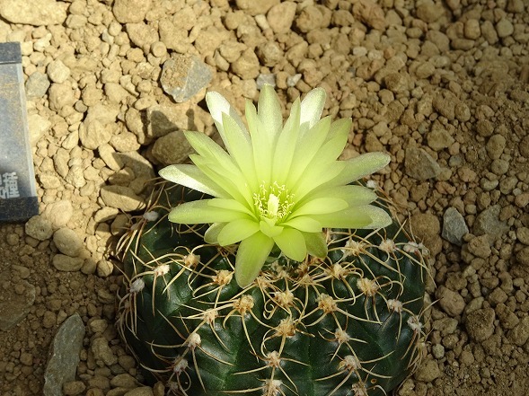 咲くやこの花館のサボテンの花 彩の気まぐれ写真