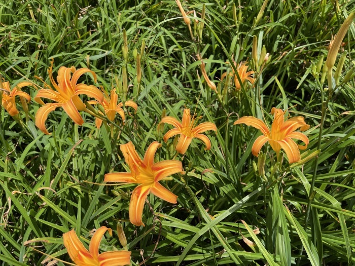 自然就好 花漾蓮華 自然就好 花漾蓮華