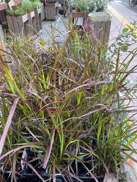 花苗入荷情報【’210823】_a0201358_14035800.jpg