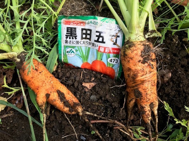 形のいいニンジン収穫、冬ニンジン種蒔き8・22～23_c0014967_13254919.jpg