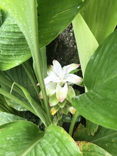 雨上がりいちじく_f0054677_09255212.jpg