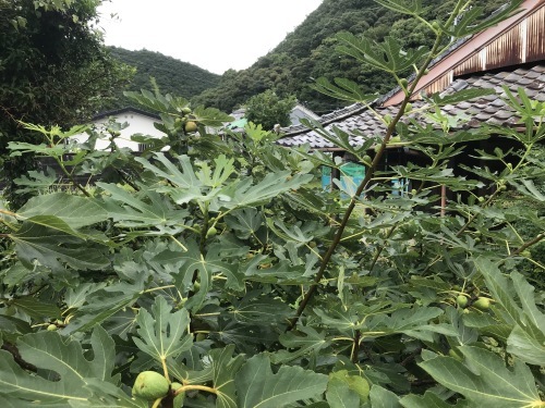 雨上がりいちじく_f0054677_09260225.jpg