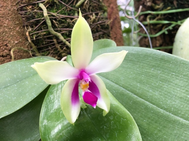 Phal.bellina_d0007501_18454867.jpeg