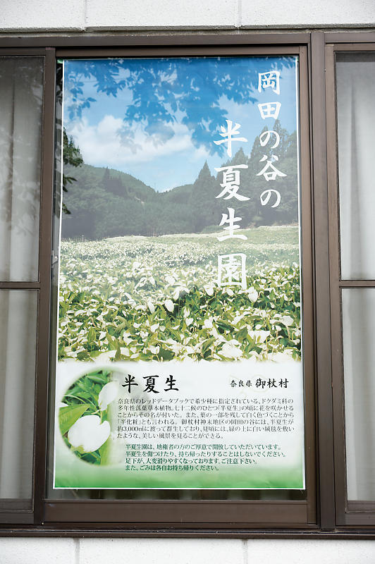 四季の花達 半夏生@御杖村岡田の谷_f0032011_19583420.jpg