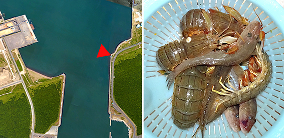 21 8 24 石狩湾新港のシャコ釣り 13 30 17 00 たどり着いたら いつもチカ釣り