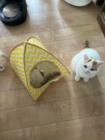すもも_b0340621_16002761.jpeg
