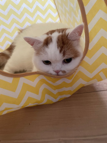 すもも_b0340621_16003738.jpeg