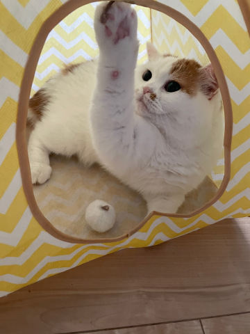 すもも_b0340621_16004176.jpeg