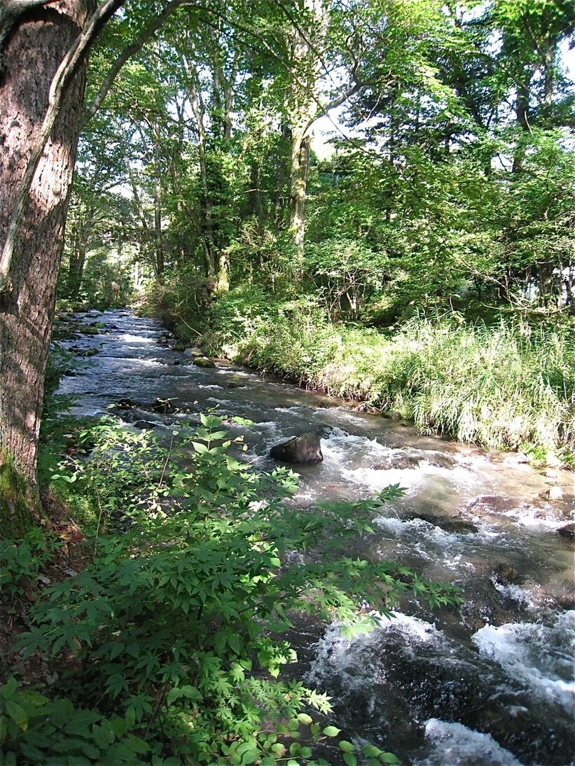 森の中に佇むブーランジェリー。──「ベーカリー&レストラン 沢村 軽井沢ハルニレテラス 」_d0352022_15265698.jpeg