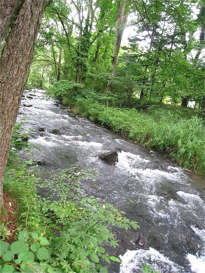 森の中に佇むブーランジェリー。──「ベーカリー&レストラン 沢村 軽井沢ハルニレテラス 」_d0352022_15274276.jpeg