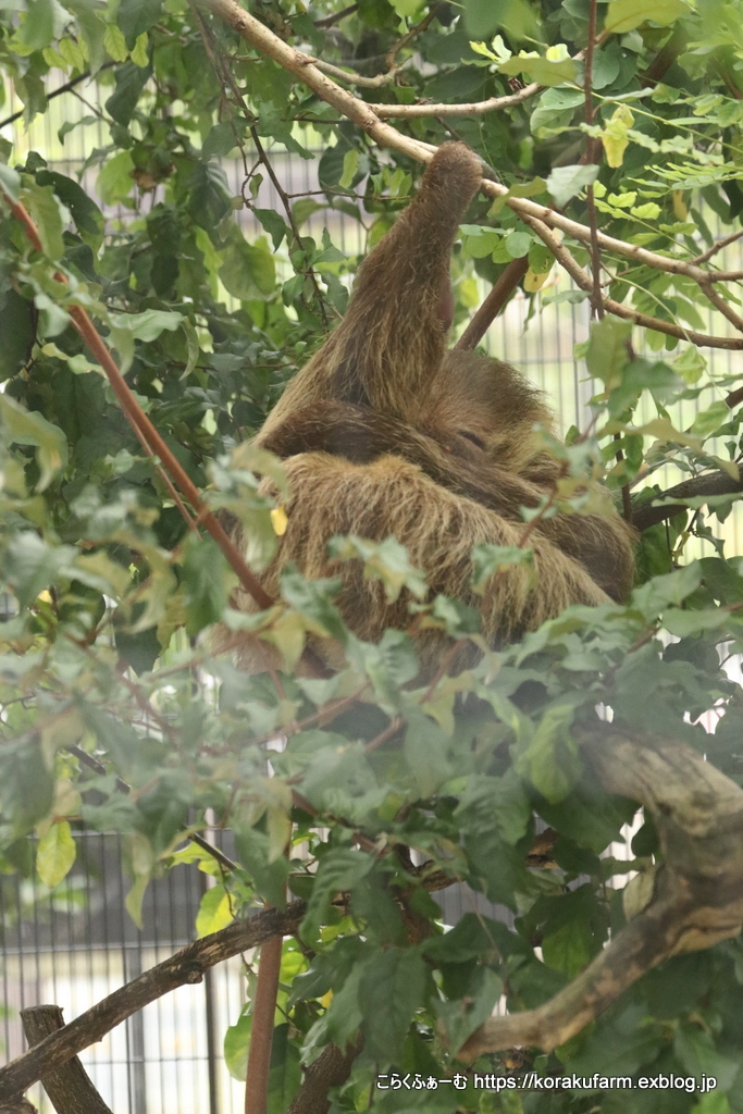 京都のナマケモノ パチパチくんとお外で再会_c0188824_23390293.jpg