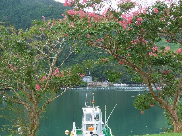 咲き誇る百日紅(その2)(撮影:8月23日)_e0321325_13562651.jpg