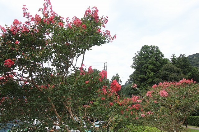 咲き誇る百日紅(その2)(撮影:8月23日)_e0321325_13575647.jpg