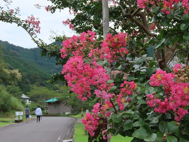 咲き誇る百日紅(その2)(撮影:8月23日)_e0321325_13592334.jpg