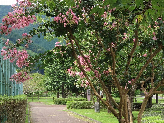大白公園散策(その1)(撮影:8月23日)_e0321325_14173638.jpg
