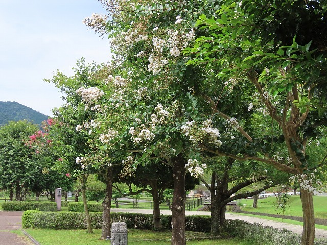 大白公園散策(その1)(撮影:8月23日)_e0321325_14183511.jpg