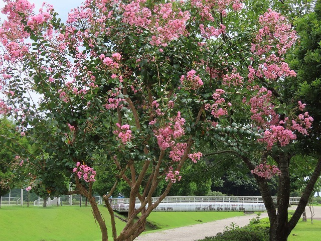 大白公園散策(その1)(撮影:8月23日)_e0321325_14185154.jpg