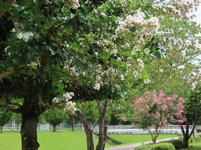 大白公園散策(その2)(撮影:8月23日)_e0321325_14301676.jpg