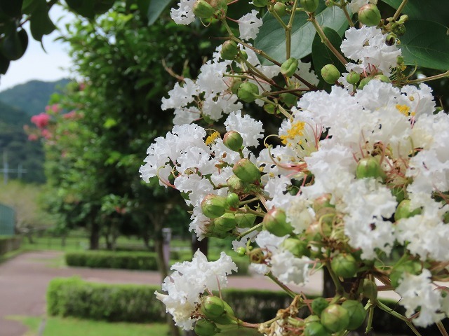 大白公園散策(その2)(撮影:8月23日)_e0321325_14302690.jpg