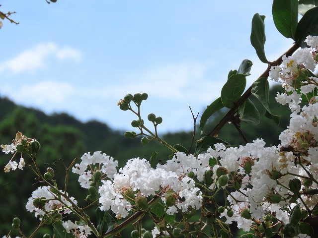 大白公園散策(その2)(撮影:8月23日)_e0321325_14305206.jpg