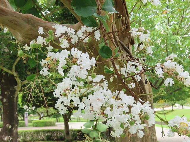 大白公園散策(その2)(撮影:8月23日)_e0321325_14310497.jpg