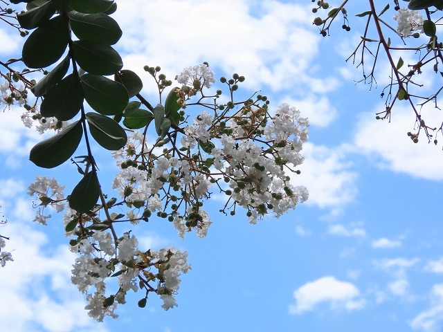 大白公園散策(その2)(撮影:8月23日)_e0321325_14312954.jpg