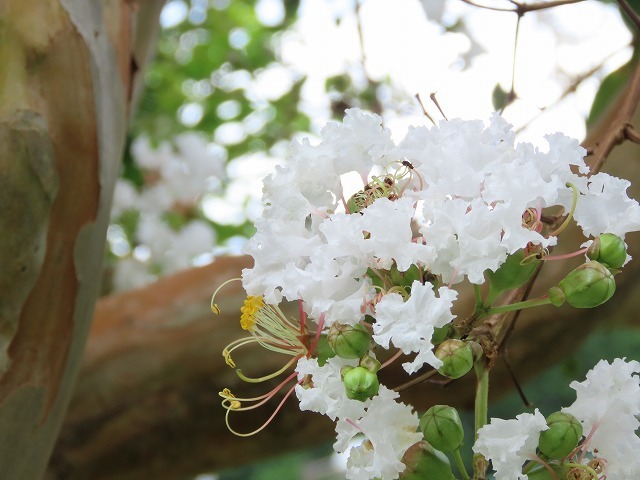 大白公園散策(その2)(撮影:8月23日)_e0321325_14321045.jpg