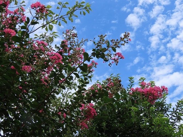 大白公園散策(その2)(撮影:8月23日)_e0321325_14323222.jpg