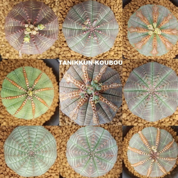 Euphorbia obesa ユーフォルビア・オベサ_a0171939_01575026.jpg