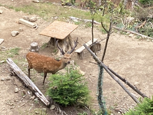 8月末まで小屋泊、テント泊　空きあります！_c0369344_14062136.jpeg