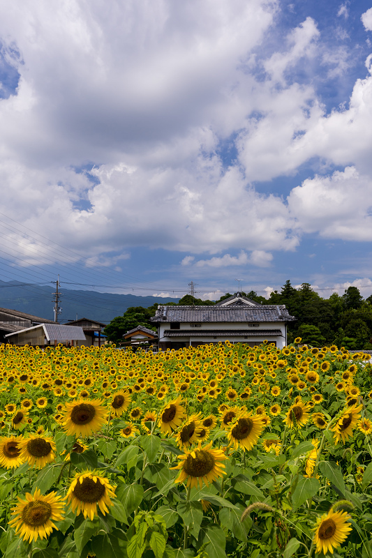 21夏の花畑 蓮畑とひまわり畑 橿原市一町 花景色 K W C Photoblog