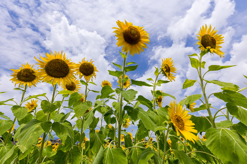 21夏の花畑 蓮畑とひまわり畑 橿原市一町 花景色 K W C Photoblog