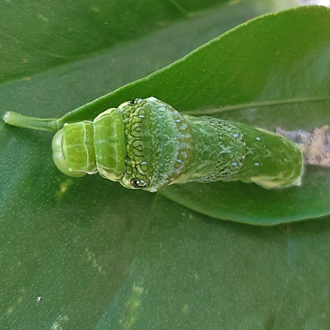 シロオビアゲハの幼虫の脱皮前後 写真と短い文章 5 シロオビアゲハの幼虫の脱皮前後 写真と短い文章 5