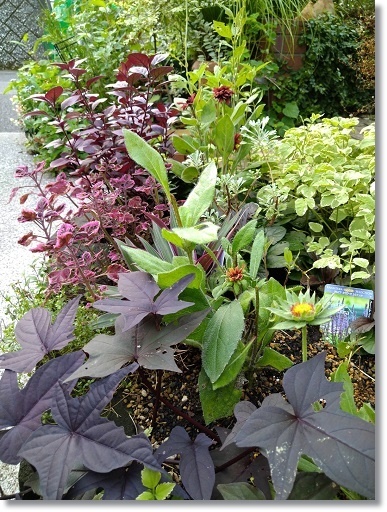 あるもので 秋の寄せ植えを♪ : すきな ことに かこまれて