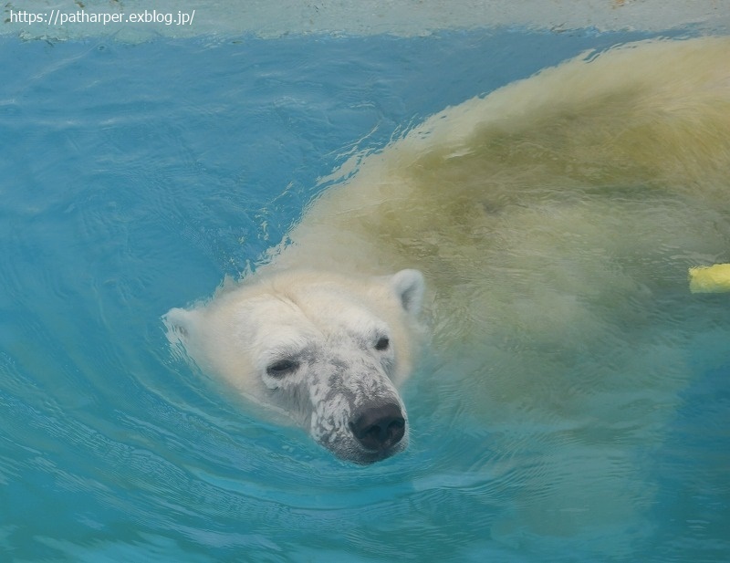 ２０２１年７月 熊本市動植物園 その１２ マルルとミミカの七夕イベント ハープの徒然草