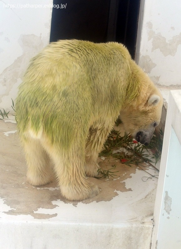 ２０２１年７月 熊本市動植物園 その１２ マルルとミミカの七夕イベント ハープの徒然草