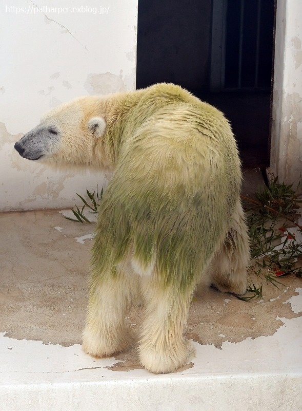 ２０２１年７月 熊本市動植物園 その１２ マルルとミミカの七夕イベント ハープの徒然草