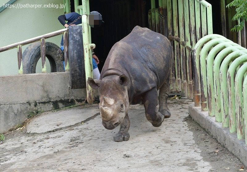 ２０２１年７月 熊本市動植物園 その１２ マルルとミミカの七夕イベント ハープの徒然草