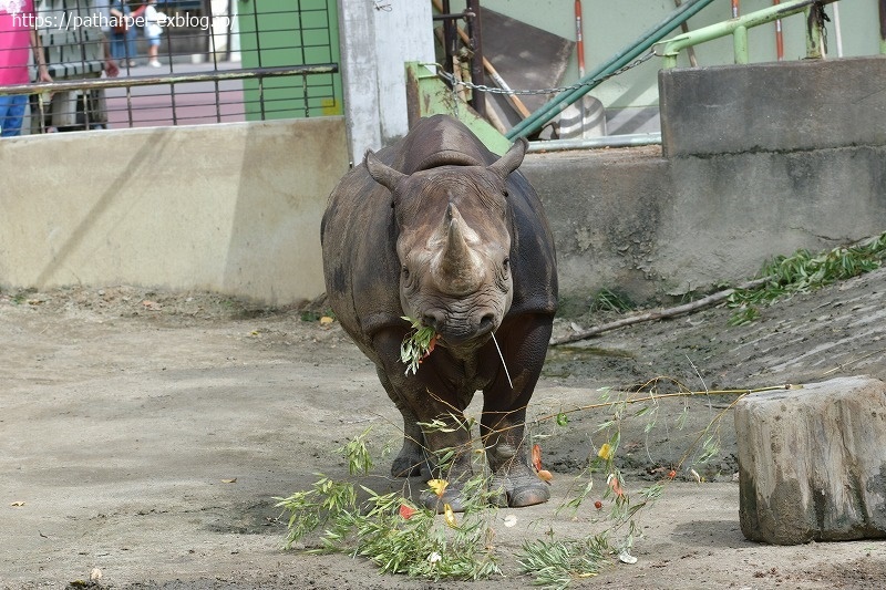 ２０２１年７月 熊本市動植物園 その１２ マルルとミミカの七夕イベント ハープの徒然草