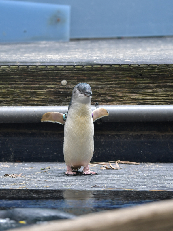 リトルペンギン、フェアリーペンギン : bonsoir
