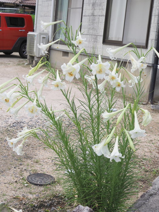 タカサゴユリ_c0116915_23210731.jpg
