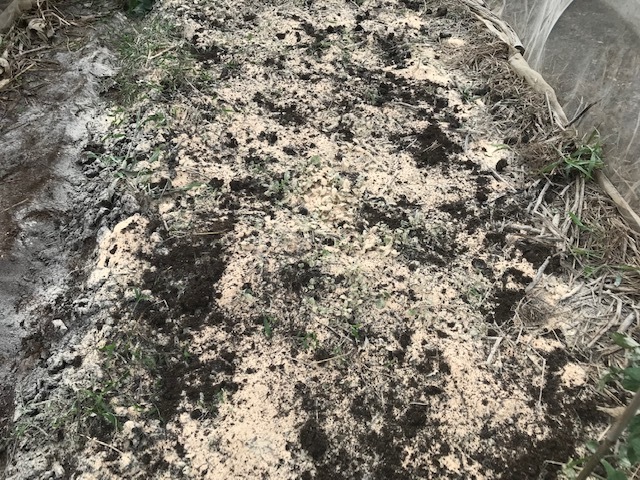 ダイコンなどの種蒔き直し、移植したニラ初収穫8・25_c0014967_13415305.jpg