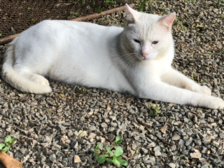 野良猫写真館_f0363168_19192789.png