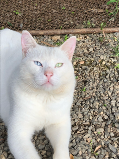 野良猫写真館_f0363168_19200208.png