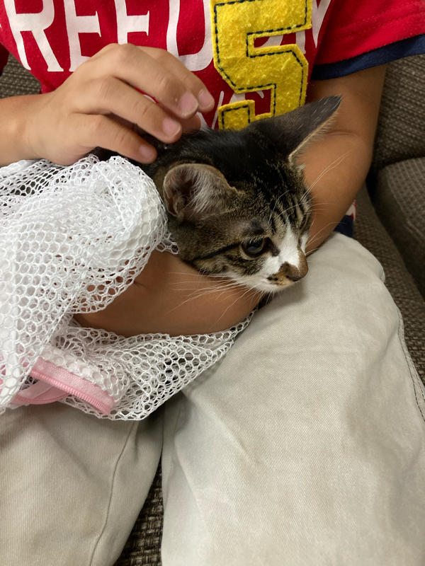 群猫改め新猫 CT-CSB02-MU-01.jpg
