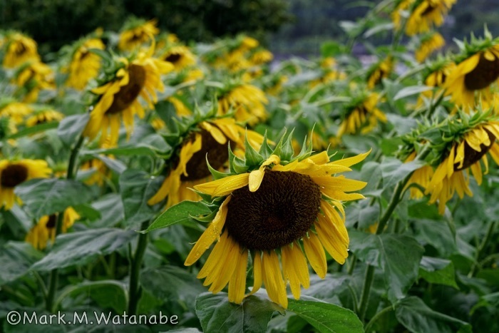 北区のヒマワリ-雨中のヒマワリ_e0135098_09434977.jpg