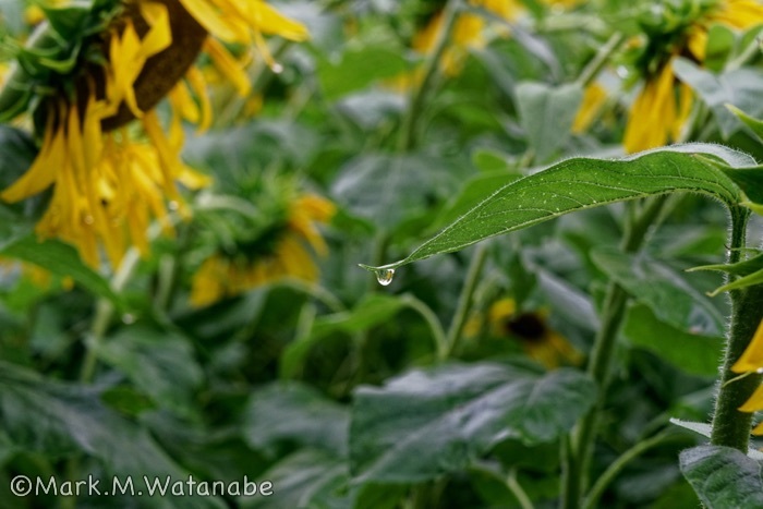 北区のヒマワリ-雨中のヒマワリ_e0135098_09435879.jpg