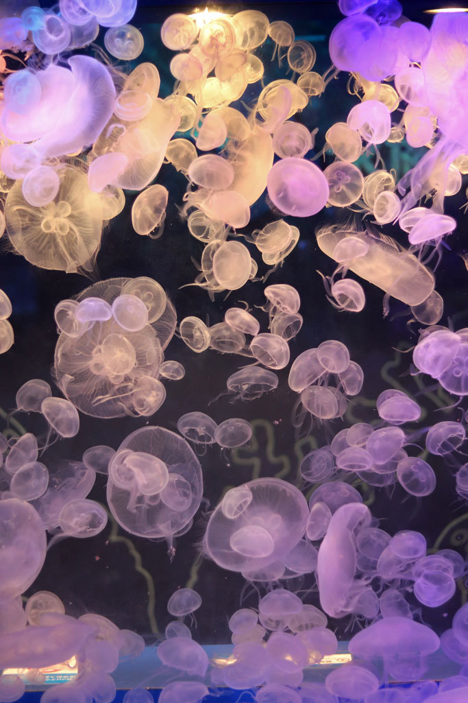 しながわ水族館 クラゲたちの世界 ミズクラゲの給餌 August 続々 動物園ありマス しながわ水族館 クラゲたちの世界 ミズクラゲの給餌 August 続々 動物園ありマス